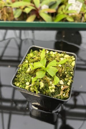 Close Up of Nepenthes truncata (c) #55 x truncata (a) | Florae | Seed Grown | Florae Collaborative | FC-453.00 | 20316