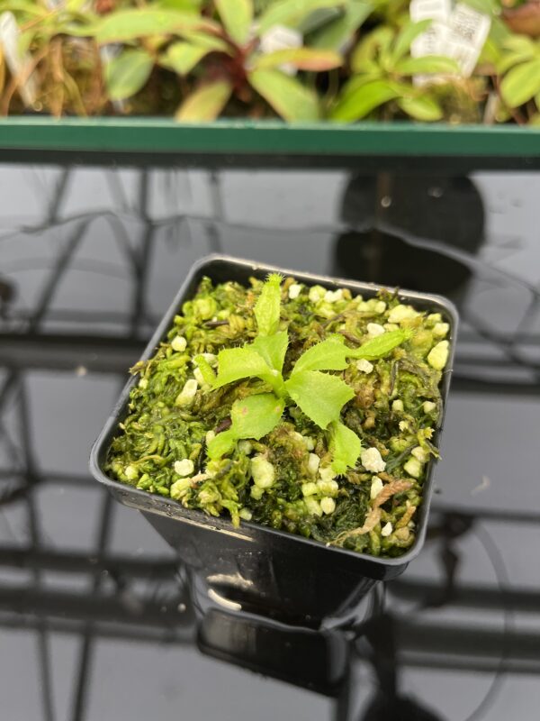 Close Up of Nepenthes truncata (c) #55 x truncata (a) | Florae | Seed Grown | Florae Collaborative | FC-453.00 | 20316