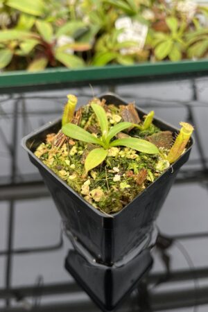 Close Up of Nepenthes (veitchii x lowii) x edwardsiana | Florae | Florae Collaborative | FC-122.13 | 20317