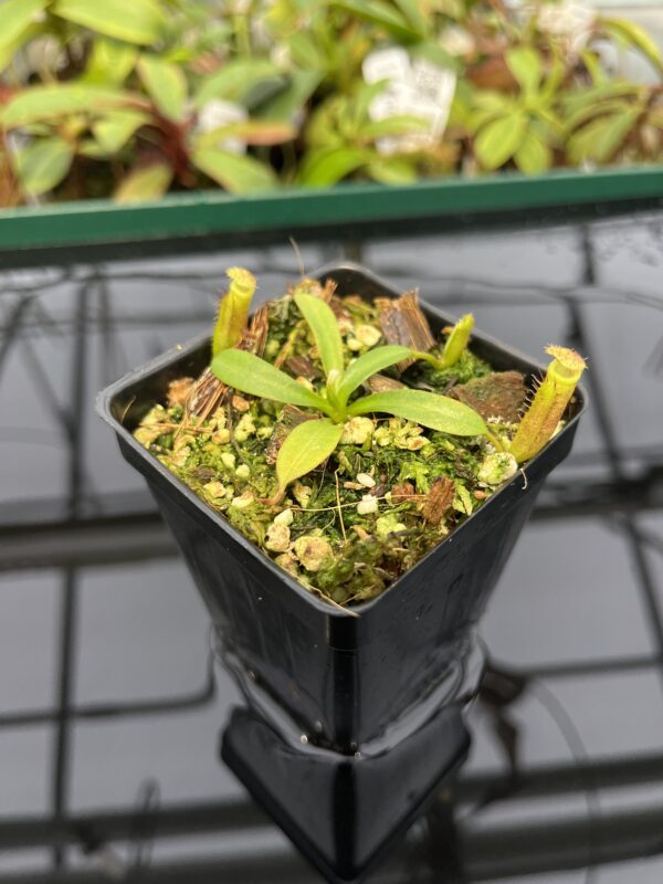 Close Up of Nepenthes (veitchii x lowii) x edwardsiana | Florae | Florae Collaborative | FC-122.13 | 20317