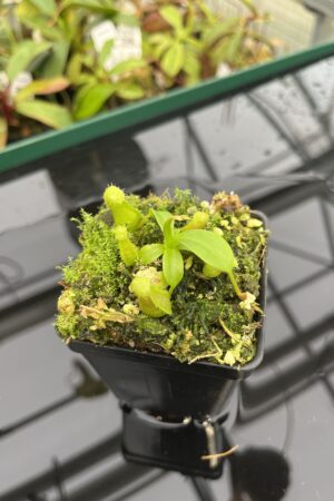 Close Up of Nepenthes ventricosa B1 x macrophylla | JH | Florae | Florae Collaborative | FC-359.01 | 20310