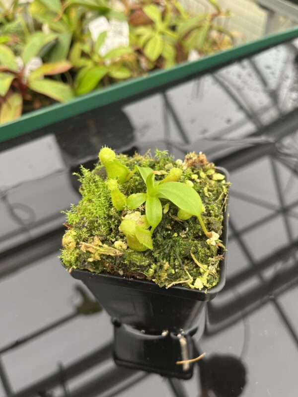 Close Up of Nepenthes ventricosa B1 x macrophylla | JH | Florae | Florae Collaborative | FC-359.01 | 20310