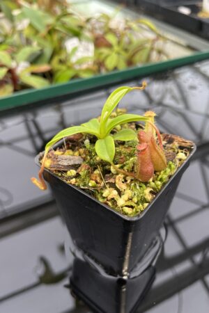 Close Up of Nepenthes villosa x ventricosa | JH | Florae | Florae Collaborative | FC-325.03 | 20312