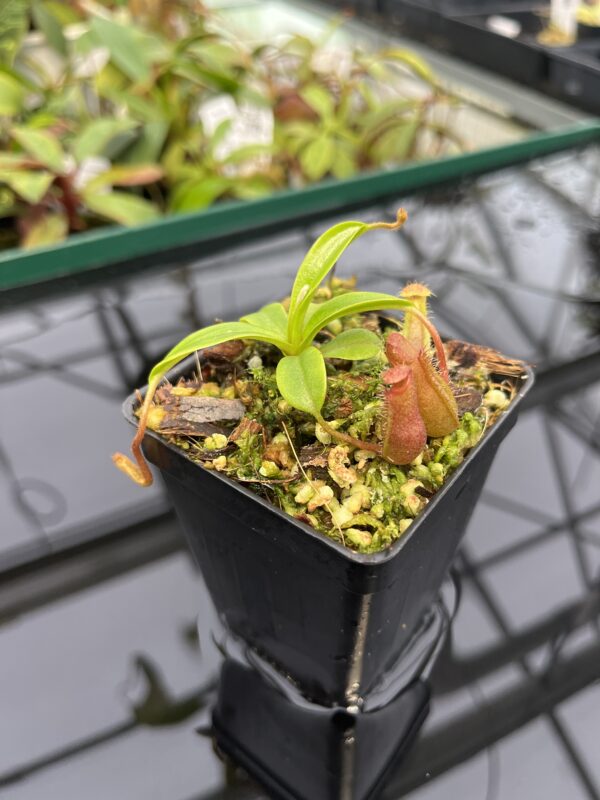 Close Up of Nepenthes villosa x ventricosa | JH | Florae | Florae Collaborative | FC-325.03 | 20312