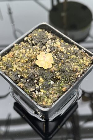 Close Up of Pinguicula cv. Florian {P. jaumavensis x debbertiana} | Best Carnivorous Plants | BCP-1398 | 20308