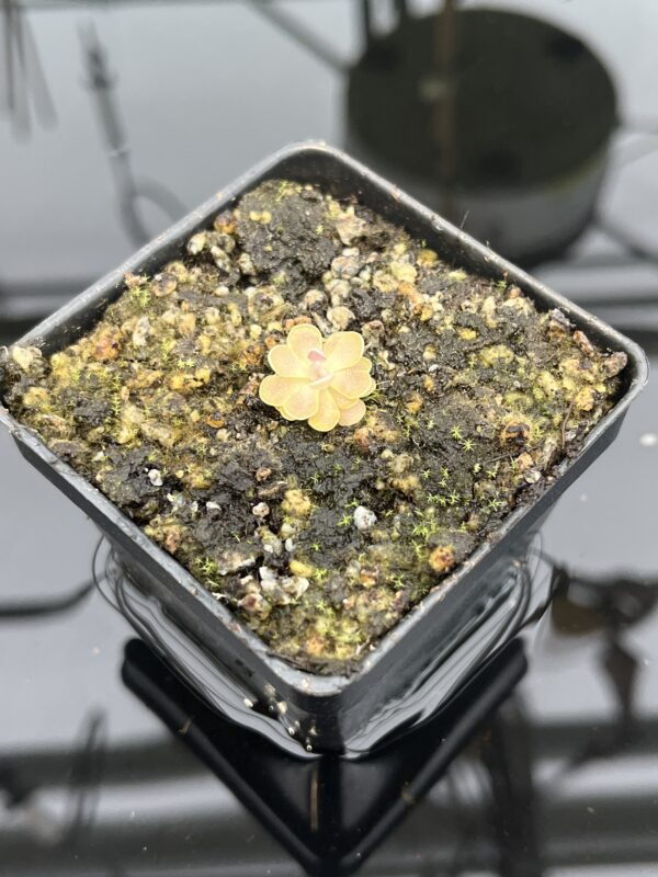 Close Up of Pinguicula cv. Florian {P. jaumavensis x debbertiana} | Best Carnivorous Plants | BCP-1398 | 20308