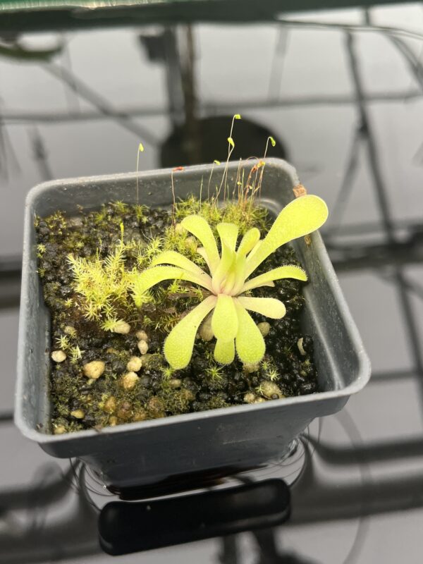 Close Up of Pinguicula laxifolia | Best Carnivorous Plants | BCP-2273 | 20302