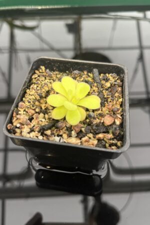 Close Up of Pinguicula martinezii | Best Carnivorous Plants | BCP-2222 | 20303