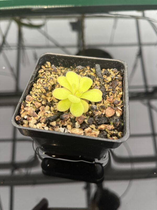 Close Up of Pinguicula martinezii | Best Carnivorous Plants | BCP-2222 | 20303