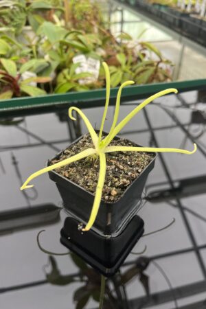 Close Up of Pinguicula moctezumae | Best Carnivorous Plants | BCP-670 | 20300