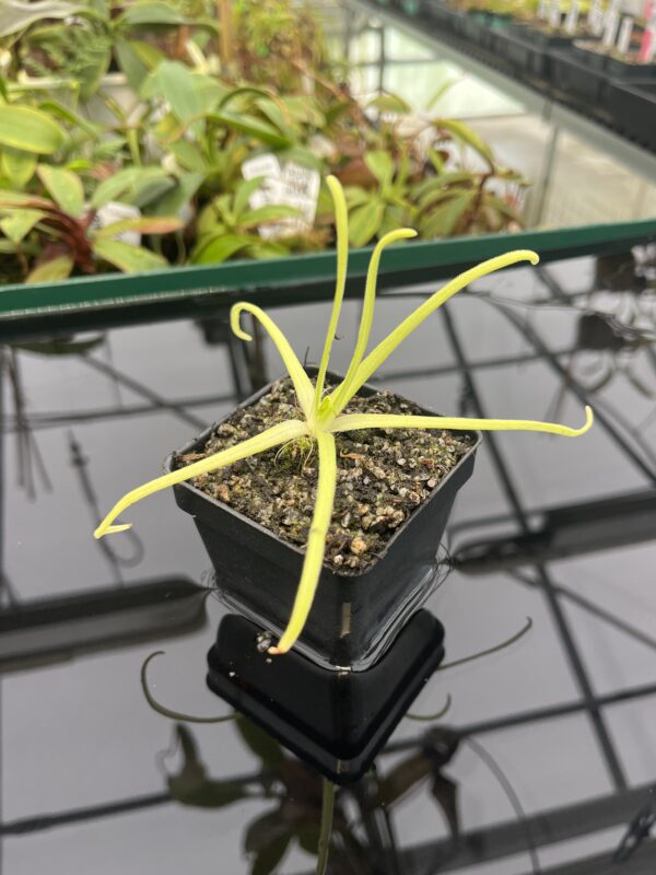 Close Up of Pinguicula moctezumae | Best Carnivorous Plants | BCP-670 | 20300