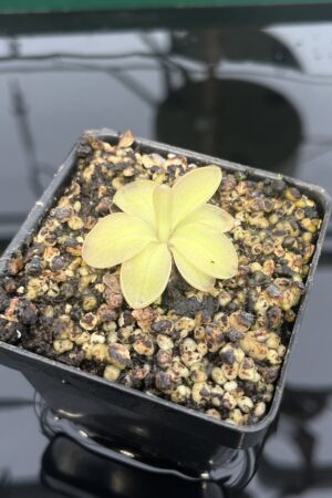 Close Up of Pinguicula moranensis {Superba} | Best Carnivorous Plants | BCP-1354 | 20306