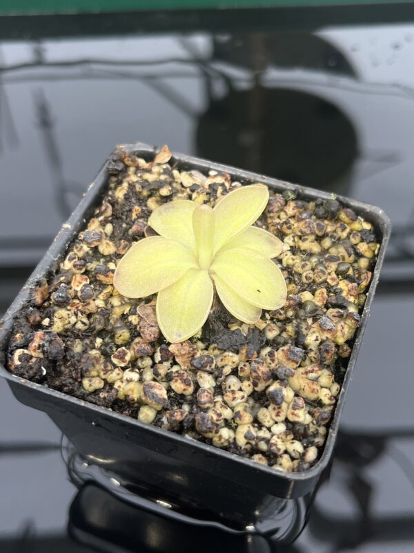 Close Up of Pinguicula moranensis {Superba} | Best Carnivorous Plants | BCP-1354 | 20306