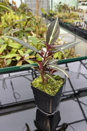 Close Up of Sonerila 'Lightning' Thailand | Florae | Florae Collaborative | 20309