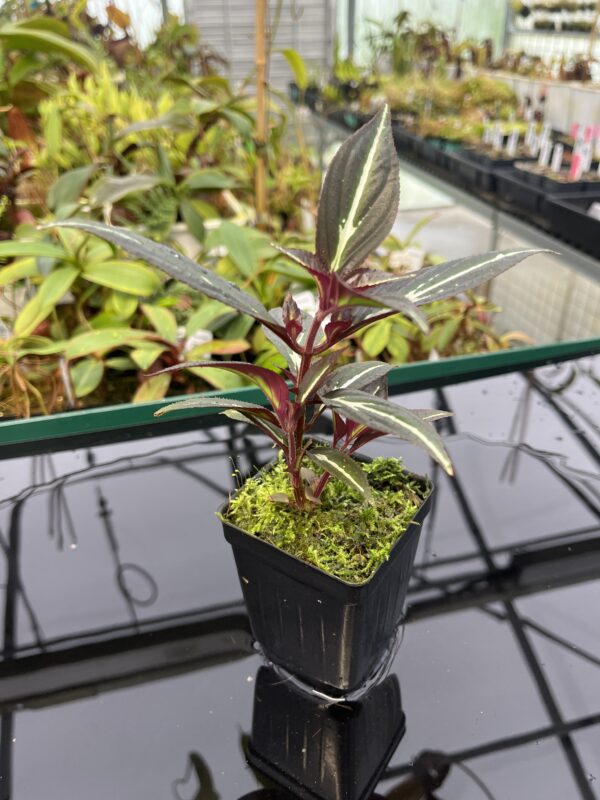 Close Up of Sonerila 'Lightning' Thailand | Florae | Florae Collaborative | 20309