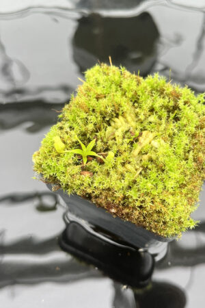 This is a close up photo of Nepenthes aristolochioides | KO | Seed Grown. This is a Seed Grown plant propagated by Best Carnivorous Plants.