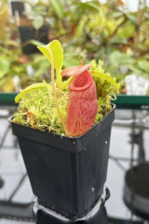 This is a close up photo of Nepenthes (aristolocioides x flava) x edwardsiana | individual seedling (ISC). This is a Seed Grown plant propagated by Andreas Wistuba.