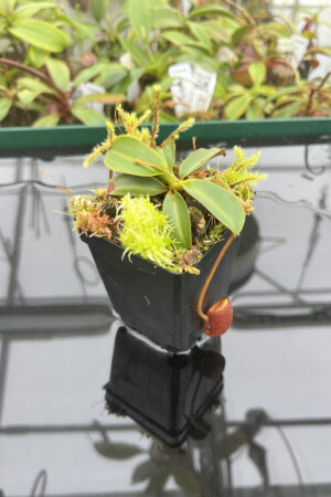 This is a close up photo of Nepenthes attenboroughii (Mt. Victoria