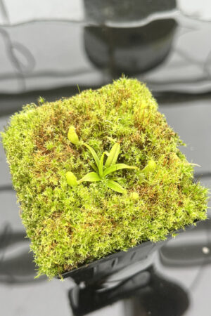 This is a close up photo of Nepenthes diabolica. This is a Tissue Culture plant propagated by Jeremiah Harris.