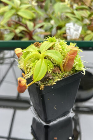 This is a close up photo of Nepenthes macrophylla (Gunung Trusmadi
