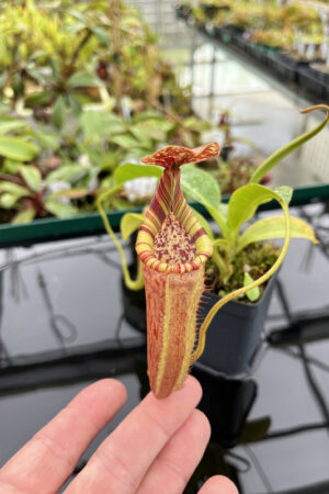 This is a close up photo of Nepenthes maxima x [(stenophylla x lowii) x (Rokko x veitchii)]. This is a Rooted Cutting plant propagated by Florae.