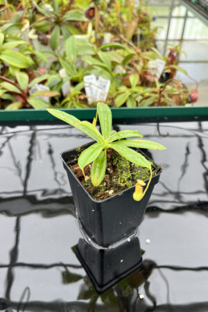 This is a close up photo of Nepenthes pervillei (Tea Tavern