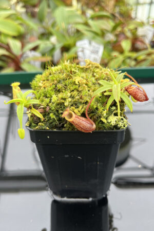 This is a close up photo of Nepenthes pitopangii. This is a Tissue Culture plant propagated by Florae.