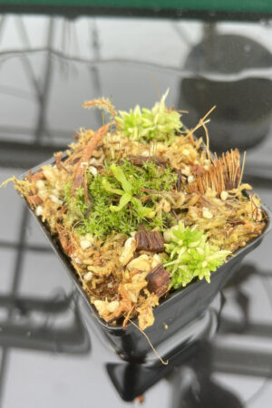 This is a close up photo of Nepenthes platychila | PT | . This is a Seed Grown plant propagated by Florae.