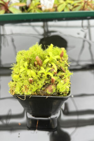 This is a close up photo of Nepenthes singalana Belirang x villosa | JH. This is a Tissue Culture plant propagated by Florae.