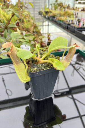 This is a close up photo of Nepenthes truncata. This is a Tissue Culture plant propagated by Borneo Exotics.