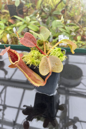 This is a close up photo of Nepenthes truncata (Mt. Malimumu