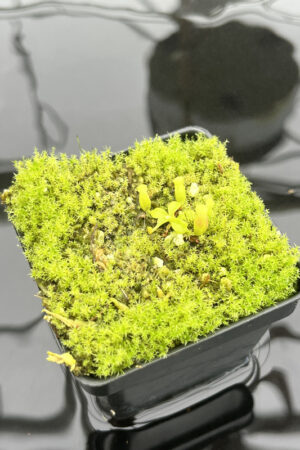 This is a close up photo of Nepenthes (villosa x rajah) x villosa | JH | Clone 2. This is a Tissue Culture plant propagated by Florae.
