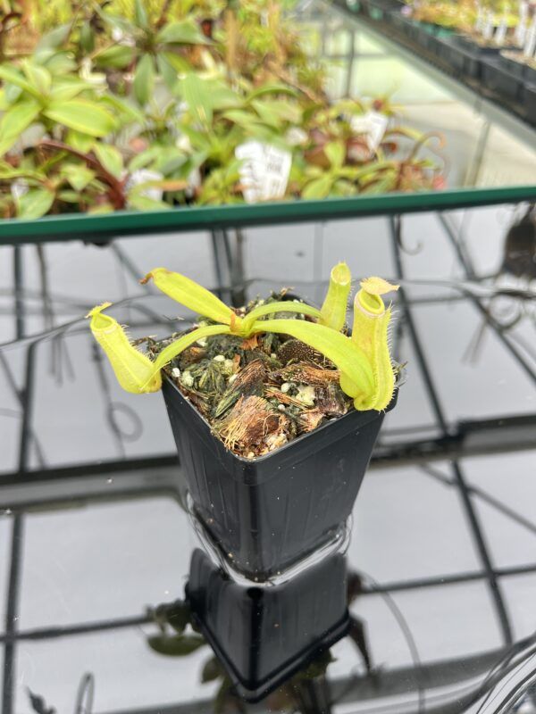 Nepenthes albomarginata | Borneo Exotics | BE-3004 | L20064