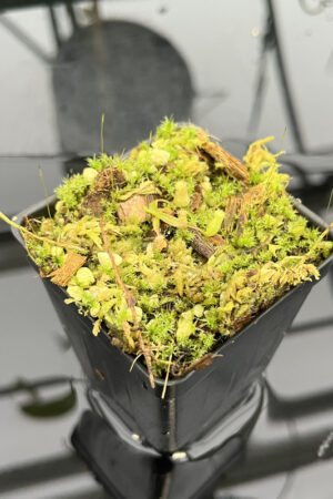 Nepenthes attenboroughii {mix of clones, Victoria Peak, Palawan, Philippines, 1700m} | Best Carnivorous Plants | N1316-1320 | H20107