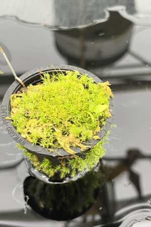 Utricularia campbelliana {Wei Tepui} | Best Carnivorous Plants | H20111