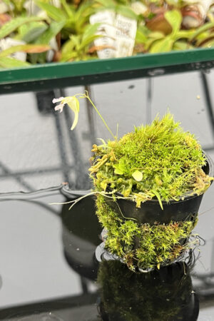 Utricularia jamesoniana {Amuri Tepui, Chimanta Massif, Venezuela} | Best Carnivorous Plants | H20112