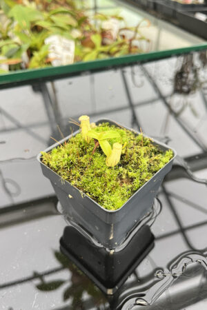 Nepenthes macfarlanei {Gunung Ulu Kali, West Malaysia} | Best Carnivorous Plants | N166, N194, N201 | H20114