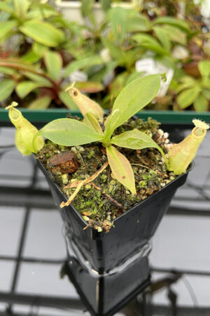 Nepenthes rafflesiana | Borneo Exotics | BE-4571 | L20120