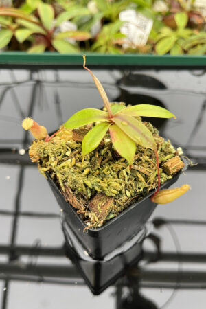 Nepenthes bellii {Mindanao, Philippines} | Best Carnivorous Plants | N324, N1713 | L20121