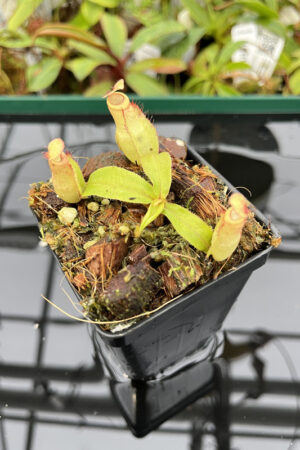 Nepenthes mirabilis 'china' x (mirabilis 'globosa' x ampullaria 'black miracle') | Florae | Seed Grown | L20122