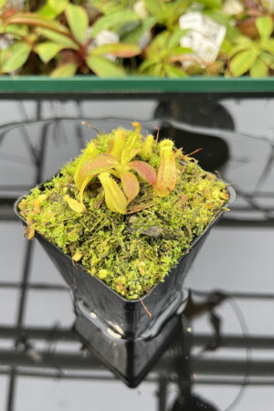 Nepenthes veitchii long, striped x (truncata x spectabilis) | JH |  | Florae | 399.02 | N20124