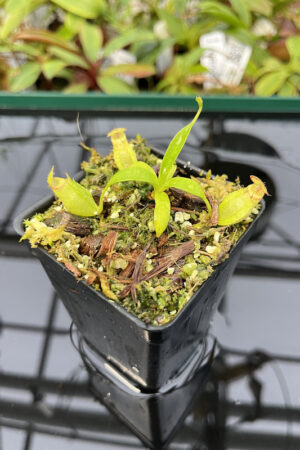 Nepenthes aristolochioides x Leviathan | FB |  | Florae | 313.01 | N20125