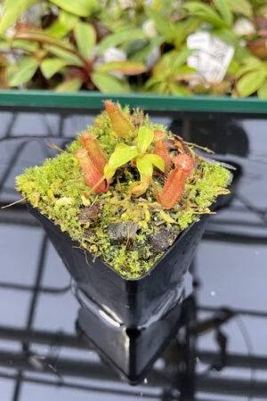Nepenthes villosa x ventricosa | JH |  | Florae | 325.03 | N20128