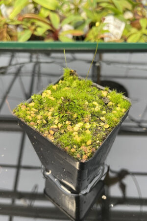 Genlisea metallica {Itacambira, MG, Brazil} | Best Carnivorous Plants | 1582 | N20129
