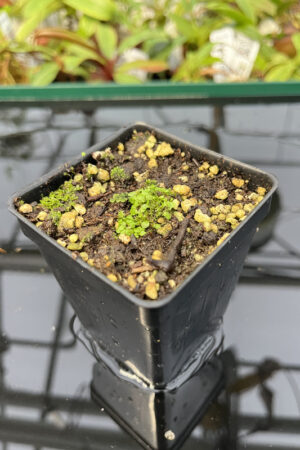 Genlisea filiformis | Best Carnivorous Plants | G050 | N20130