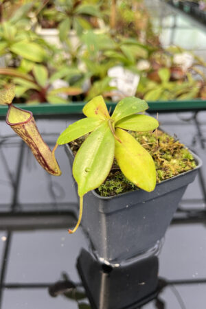Nepenthes adnata x campanulata | Best Carnivorous Plants | N323 | N20132