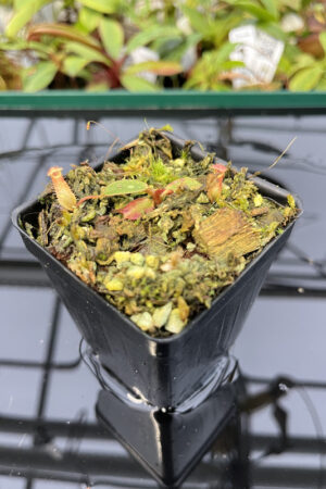 Nepenthes peltata {mix of clones, Mount Hamiguitan, Mindanao, Philippines} | Best Carnivorous Plants | N1715, 1716, 1820, 1821 | N20133