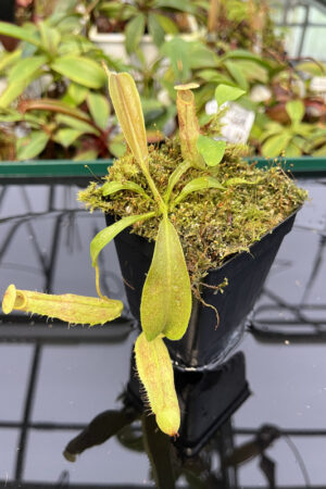 Nepenthes minima {Indonesia} | Best Carnivorous Plants | N367 | N20134