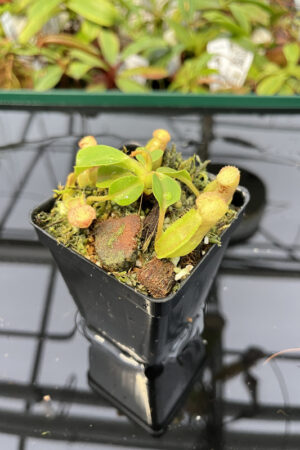 Nepenthes robcantleyi x veitchii | Borneo Exotics | BE-3933 | N20136