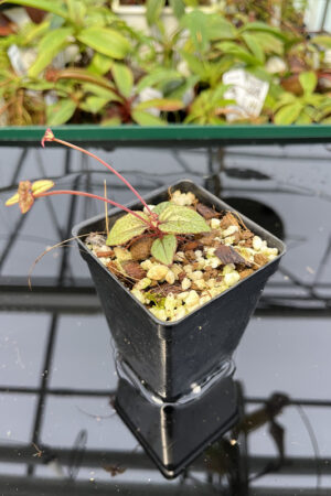 Sonerila sp Skinwalker (Vietnam) | Florae | Rooted Cutting | N20137